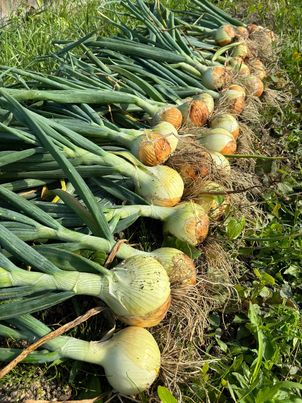 本日お野菜販売中！～寝屋川　お米屋さん～